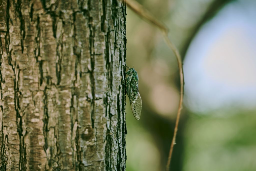 Cicadas: The Soundtrack of the Korean&nbsp;Summer