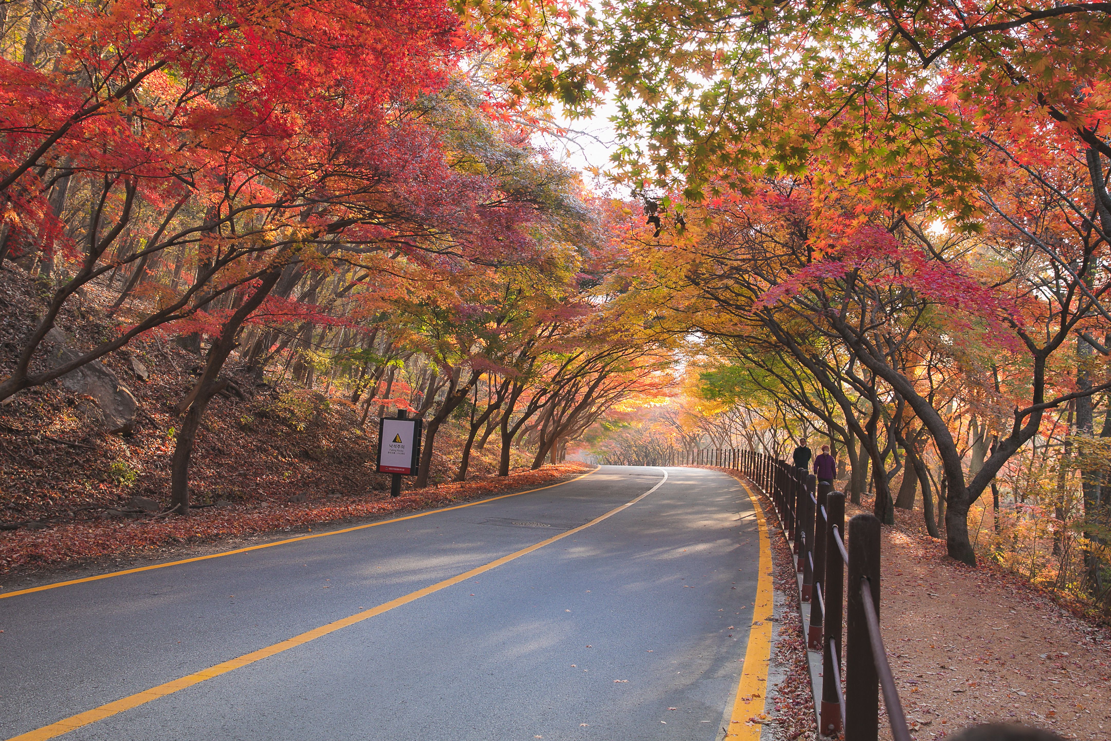 The Best Time to Visit South Korea: Why Autumn Wins